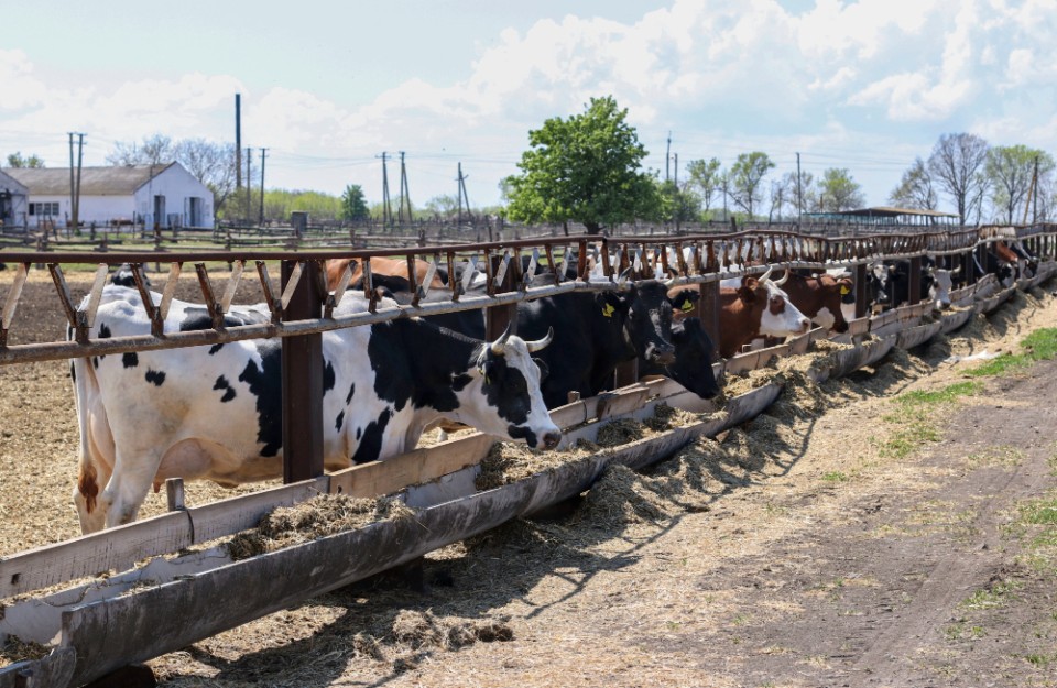 Millions of Dairy Farmers in India, How the Rising Methane Problem Can be Mitigated